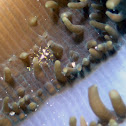 Disc anemone shrimp