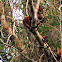Red howler monkey