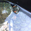 Red-eared Slider