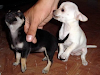 ¡¡¡Hermosas Chihuahuenas