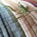 Praying Mantis