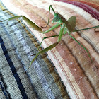 Praying Mantis