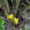 Florecillas