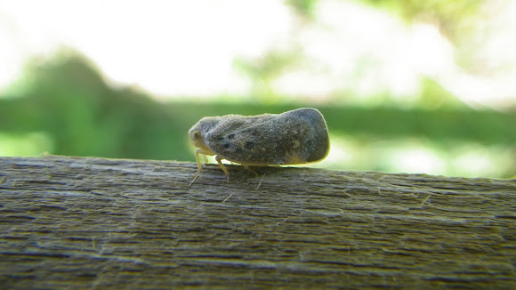 Spotting Image 1