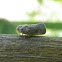 Citrus Flatid Planthopper