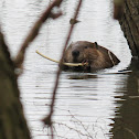 North American Beaver