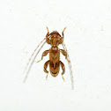Species of Long-horned Beetle