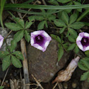 Morning Glory
