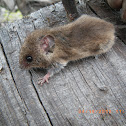Eastern Harvest Mouse
