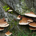 Artist Fungus