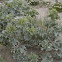 Sea Holly, Stranddistel
