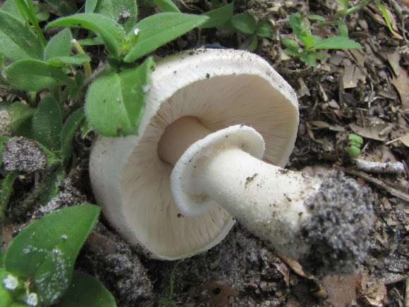 Spotting Image 1