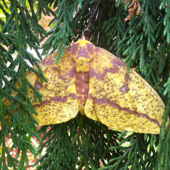 Spotting Image 1