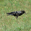 Black Crow