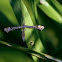 Scherphoekvedermot (Amblyptilia acanthadactyla)