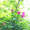 Clematis
