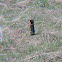 Columbian Ground Squirrel