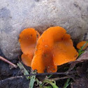 Aleuria aurantia (orange peel)