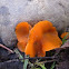 Aleuria aurantia (orange peel)