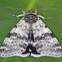 White Underwing