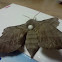 Poplar hawk moth