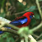 Crimson Rosella