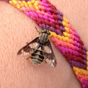 Horse fly