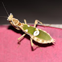 Jeweled Flower Mantis