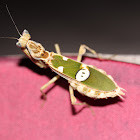 Jeweled Flower Mantis