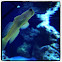 Yellow Watchman Goby