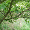 Washington hawthorn