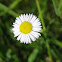 Oxeye Daisy