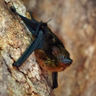Greater White-lined Bat