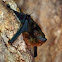Greater White-lined Bat