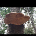 Artist's fungus