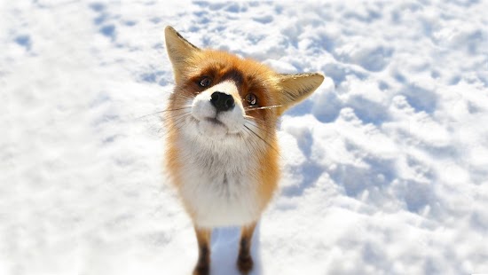 How to get Foxes - HD Wallpapers 1.0.5 apk for bluestacks