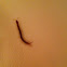 Centipede