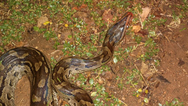 African Rock Python | Project Noah