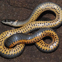 Prairie ring-necked snake