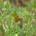 Eastern Amberwing