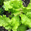 Lettuce