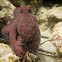 Day Octopus