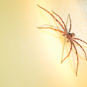 Huntsman Spider