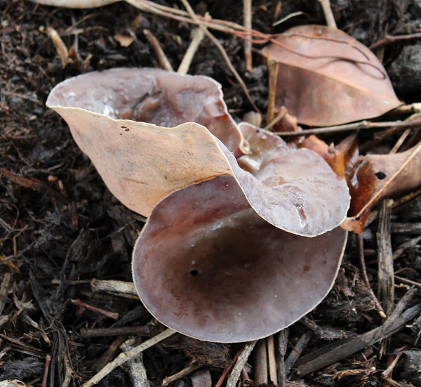 Wood Ear Fungus Project Noah