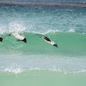 Commerson's dolphin