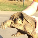 Common Snapping Turtle