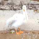 American White Pelican