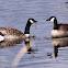 Canada Goose