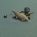 Cocodrilo