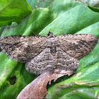 Moth